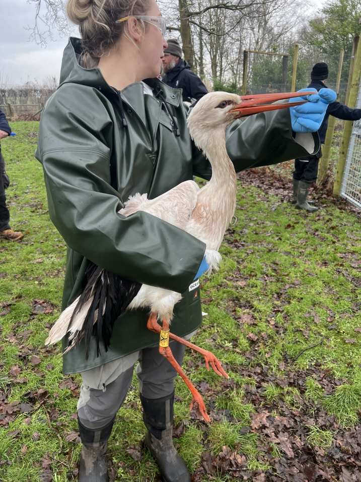 A team member of WWT Martin Mere holding a white stork for a health check